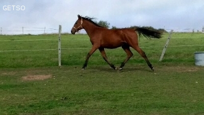 poulain trotteur a vendre
