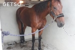 Pouliniere trotteur 1ere categorie a vendre on sale